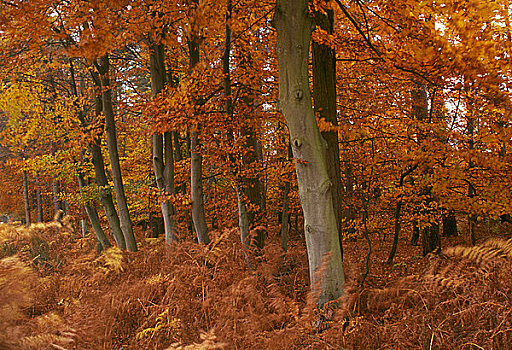 英格兰,诺福克,秋天,木头