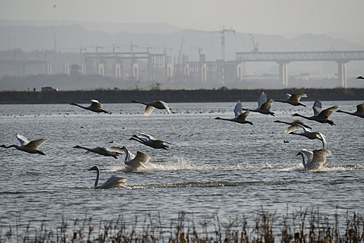 三门峡水库的大天鹅