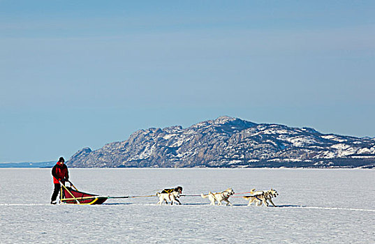 男人,跑,驾驶,狗拉雪橇,团队,雪橇狗,阿拉斯加,爱斯基摩犬,冰冻,育空地区,加拿大
