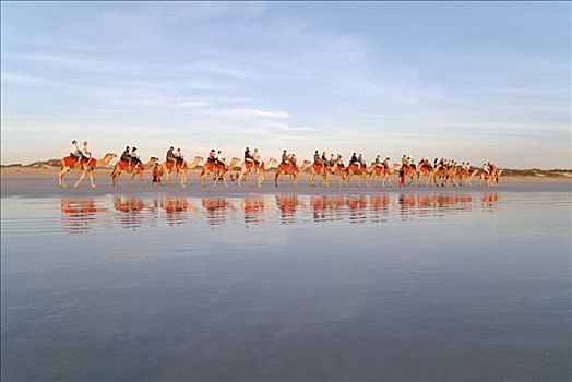 骆驼,驼队,游客,凯布尔海滩,西澳大利亚
