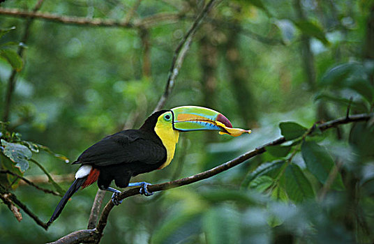 巨嘴鸟,成年,吃,花,哥斯达黎加