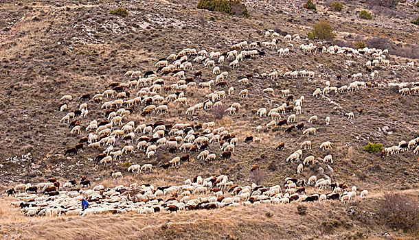 西班牙,索里亚省,羊群