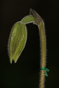 兰科植物