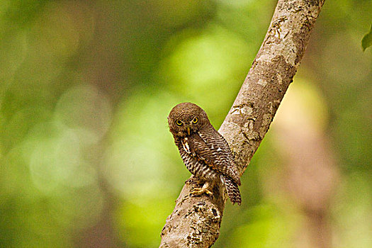丛林,小猫头鹰,国家公园,印度