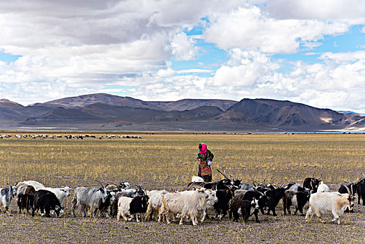 藏北羊群和牧羊女