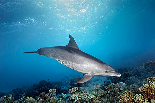 宽吻海豚,雌性,水下,表面,阳光,上方,珊瑚礁,红海,埃及,非洲