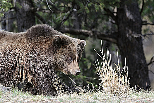 美国,怀俄明,大灰熊,黄石国家公园