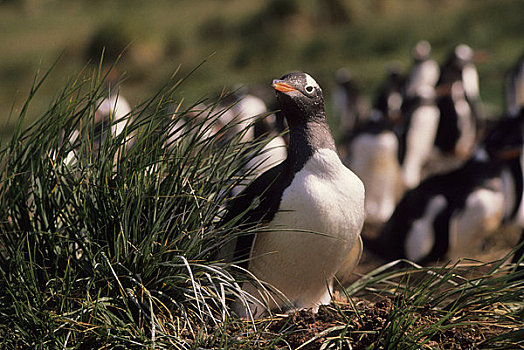 福克兰群岛,巴布亚企鹅,生物群,企鹅,巢穴
