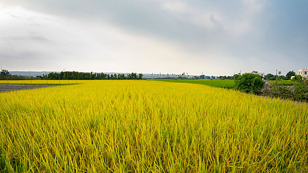 台湾南部乡村,蓝天白云下成熟的金黄色稻田