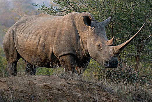 白犀牛,成年,东开普省,南非