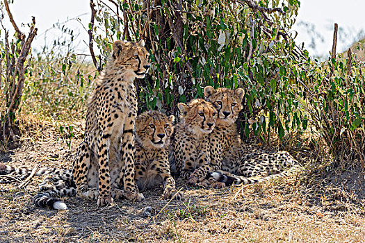 幼兽,印度豹,猎豹,坐,荫凉,马赛马拉国家保护区,肯尼亚,非洲
