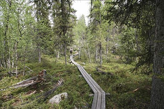 木板路,姆多斯国家公园,瑞典