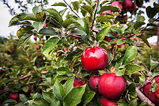 红苹果,苹果树,果园,马里兰,美国