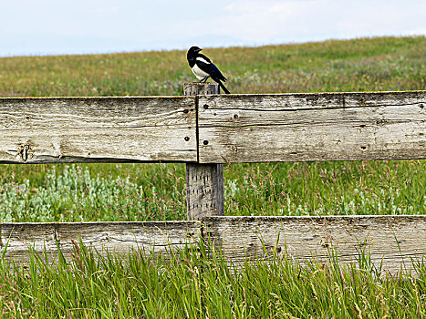鸟,栖息,木篱,农场,艾伯塔省,加拿大