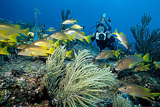 水中呼吸器,潜水,校长,鲷鱼,古巴,加勒比