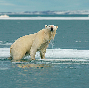 北极熊,站立,浮冰,水,湿,毛皮,斯瓦尔巴特群岛,挪威,北极,欧洲