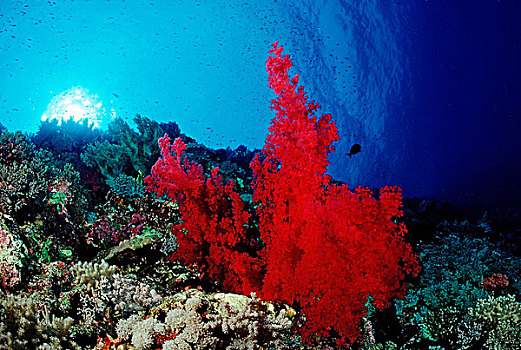彩色,珊瑚礁,西奈,红海,埃及