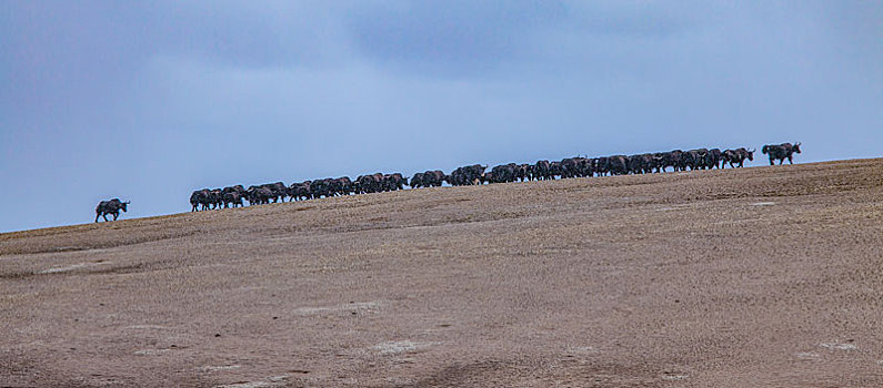 藏北羌塘无人区野牦牛