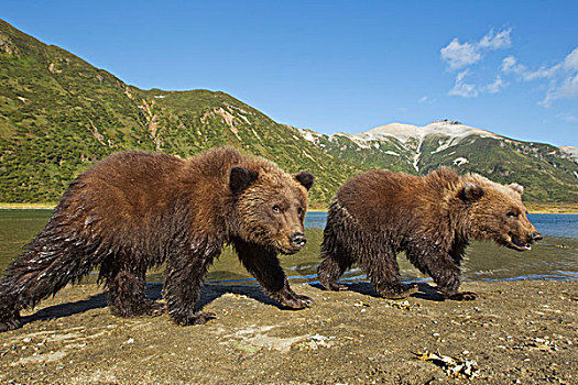 美国,阿拉斯加,卡特麦国家公园,大灰熊,春天,幼兽,棕熊,走,潮汐,湾