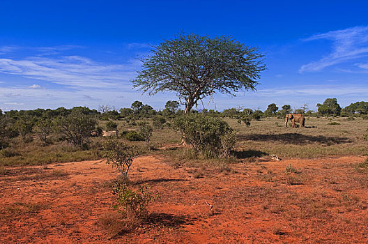 大象,查沃,国家公园,肯尼亚