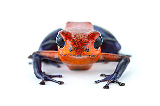 草莓箭毒蛙,生物学,研究站,哥斯达黎加
