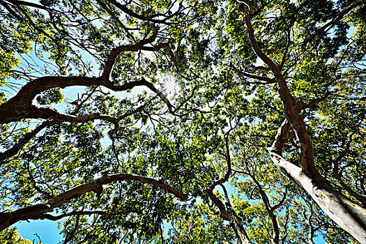 仰视,桉树,树梢,太阳,国家公园,新南威尔士,澳大利亚