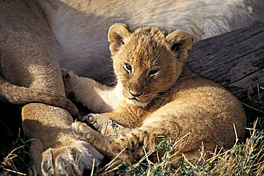 肯尼亚,马赛马拉,星期,老,幼狮,狮子
