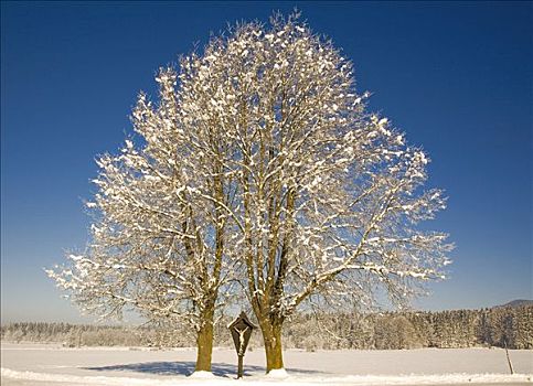 积雪,树,上巴伐利亚,德国,欧洲