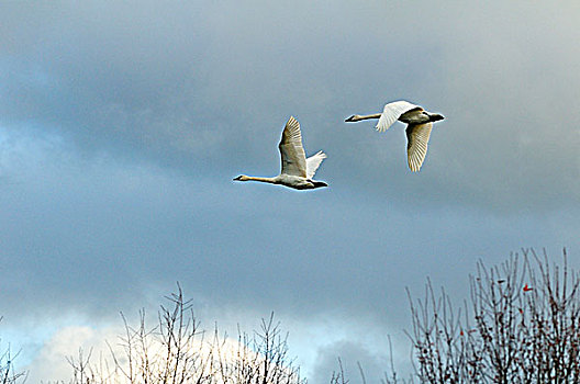 两个,野天鹅,天鹅,黑嘴天鹅,飞行,上方,湾,不列颠哥伦比亚省,加拿大