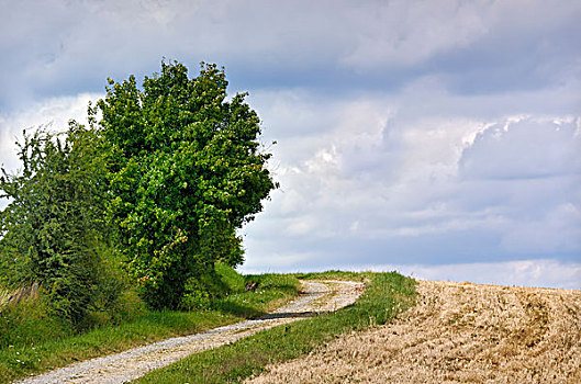 乡村,道路