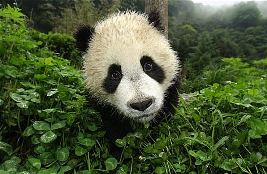 大熊猫,特写,肖像,幼兽,熊猫,中国,研究中心,卧龙自然保护区