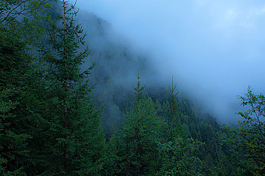 接近,雾,山林