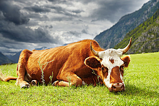 思考,母牛,山地牧场
