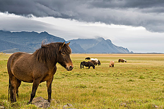 冰岛,马,靠近,欧洲