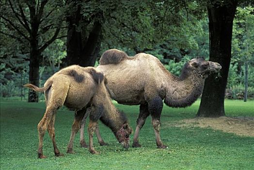 骆驼,单峰骆驼,慕尼黑,动物园,德国