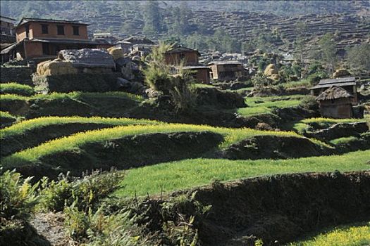 尼泊尔,乡村,种植,计划