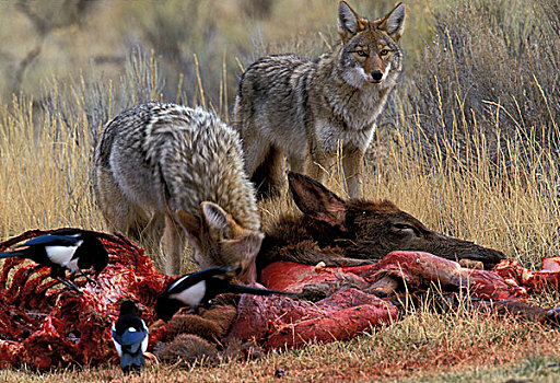 北美,怀俄明,黄石国家公园,丛林狼,犬属,麋鹿,杀死,灰狼