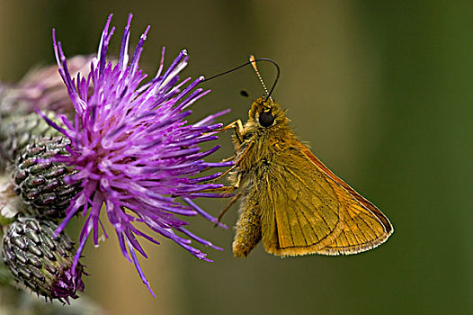大弄蝶,国家公园,上艾瑟尔省,荷兰