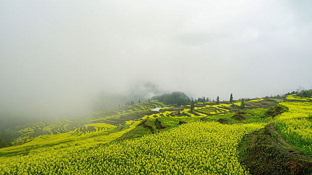 重庆酉阳,小雨晨雾满山涧,金波道道秀梯田