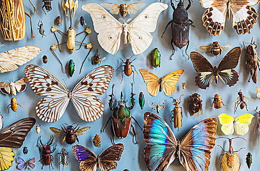 特写,选择,彩色,蝴蝶,甲虫,陈列柜,博物馆