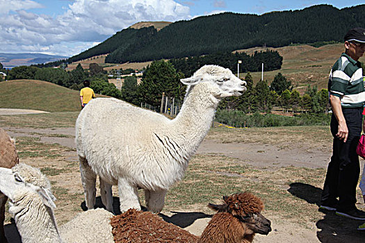 罗托鲁瓦爱歌登牧场里的羊驼,鹿和牛