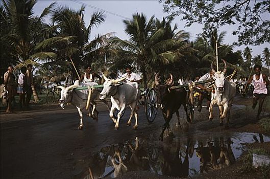 人,参与,传统,阉牛,手推车,比赛,马杜赖,泰米尔纳德邦,印度