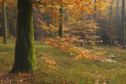 山毛榉,树林,施佩萨特,巴伐利亚,德国