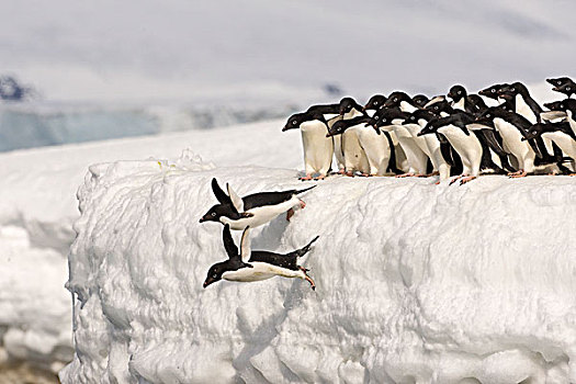阿德利企鹅,跳跃,海洋,南极