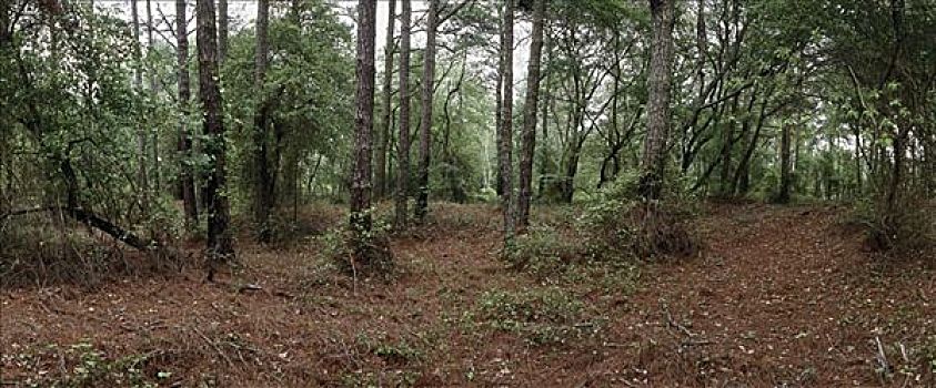 松树,国家野生动植物保护区,弗吉尼亚,美国