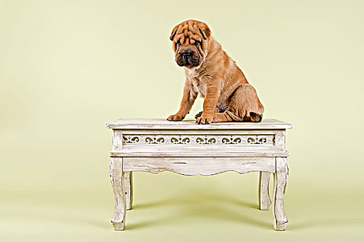 沙皮犬,小狗,8星期大,雄性,红色,桌上