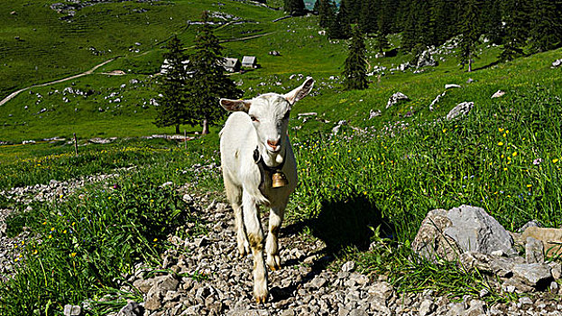 山羊,徒步旅行,山脉,瑞士,欧洲