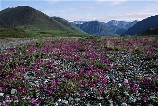 草地,野生,香豌豆,旁侧,河