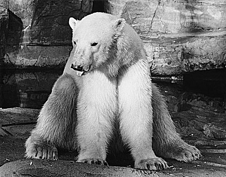 北极熊,动物园,芝加哥,动物,公园