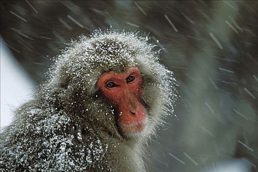 日本猕猴,雪猴,积雪,日本,阿尔卑斯山,靠近,长野